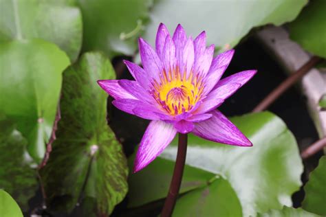 Deadly Lotus Plant