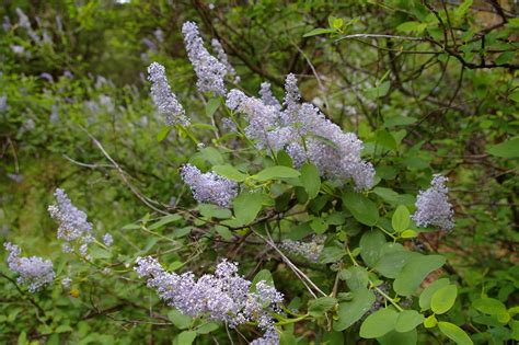 Deer Brush Ceanothus Integerrimus