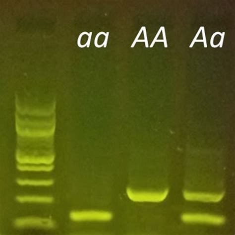 Dna Gel Electrophoresis Minipcr Bio