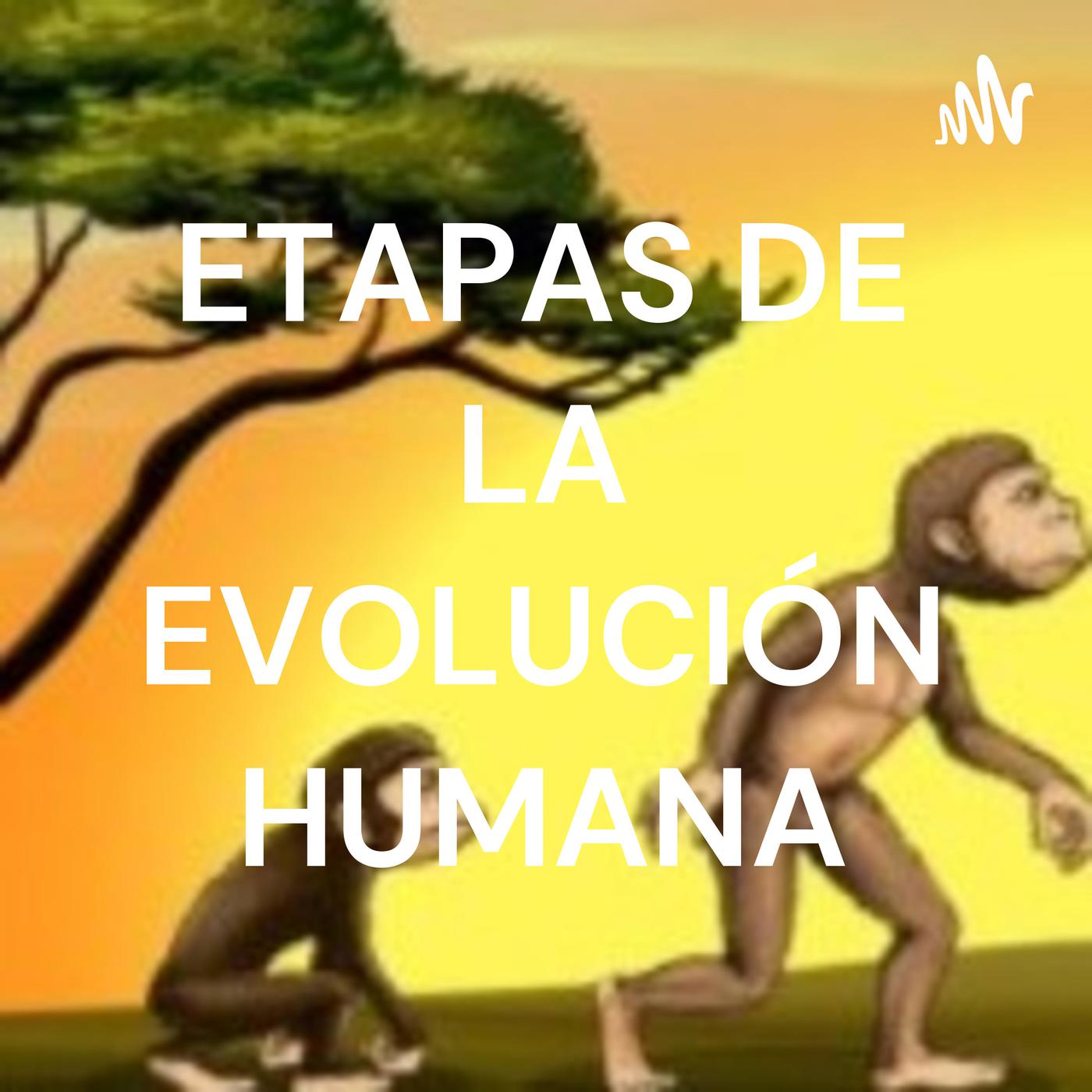 Etapas De Evoluci N Humana