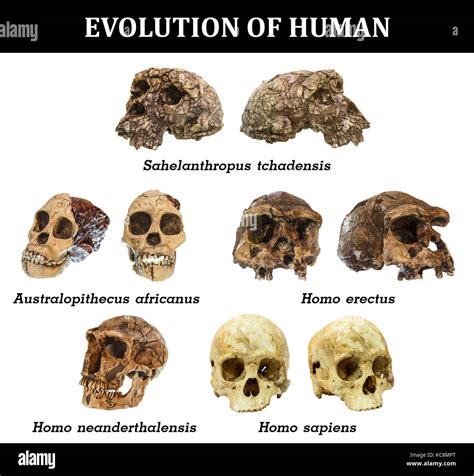 Evolution Of Human Skull Sahelanthropus Tchadensis Australopithecus