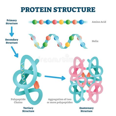 Explain The Process Of Formation Of Complex Proteins Diagram