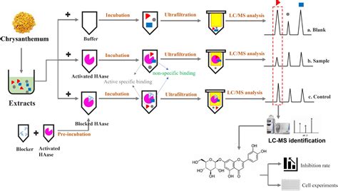 Fast And Efficient Identification Of Hyaluronidase Specific Inhibitors