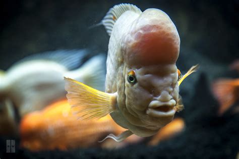 Forehead Fish I Think This Is Called A Flowerhorn But I M Flickr