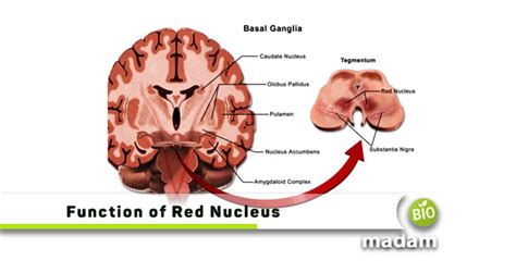 Function Of Red Nucleus Biomadam