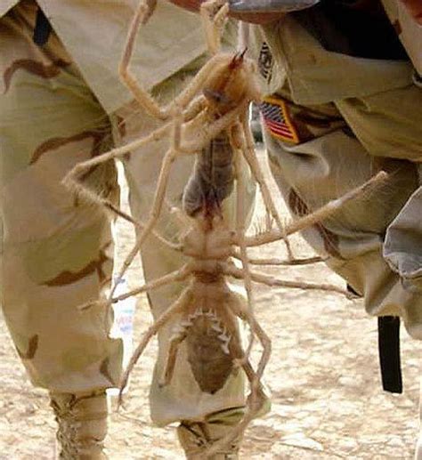 Giant Camel Spider How Giant Are These Camel Spiders They Can Grow Up