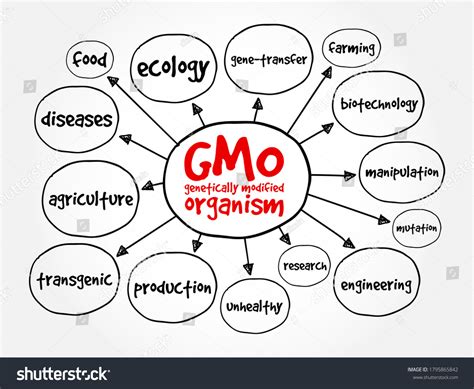 Gmo Genetically Modified Organism Mind Map Concept For Presentations