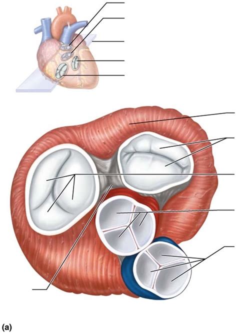 Heart Valves Diagram Quizlet