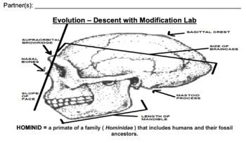 Hominid Skull Analysis By Calmandconfidence Tpt