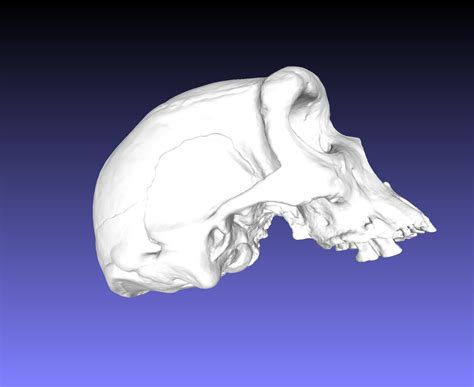 Homo Heidelbergensis Broken Hill Skull Ancient Hominid Skull Museum