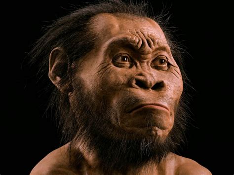 Homo Naledi Skull Replica From Original Full Size Reconstruction