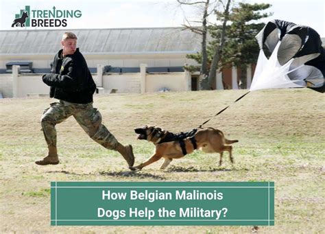 How Do Belgian Malinois Dogs Help The Military We Got The Answers 2024