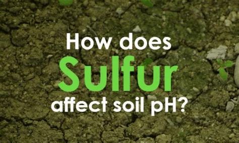 How Does Sulfur Affect Soil Ph Sulfur Garden Gardening Soil