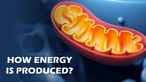 How Mitochondria Produce Energy Youtube