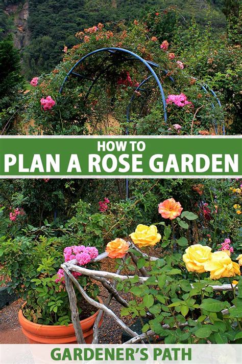 How To Plan A Rose Garden Gardener S Path