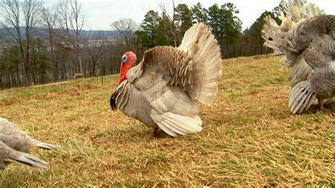 How Turkeys Make Their Way From Farm To Table