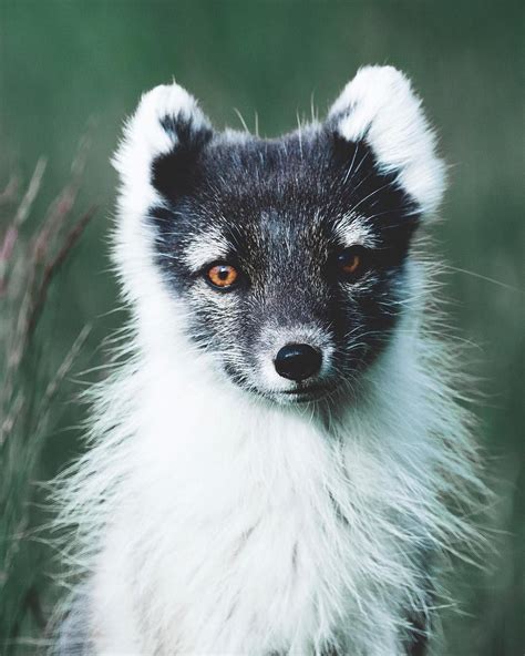 Iceland Amp 39 S Only Native Mammal The Arctic Fox Photo By Justcallmebenni Animals And Pets Baby