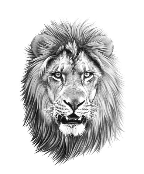 Lion Tattoo Drawing Linework Lion Head Tattoos Lion Tattoo Lion