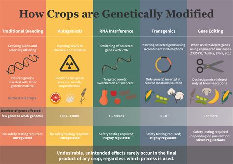 Making A Genetically Engineered Crop Cropwatch