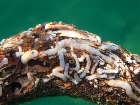 Mastering The Art: A Deep Dive Into Shipworm Breathing Techniques And Adaptations