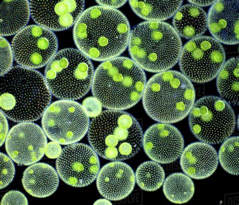 Microscopic Algae