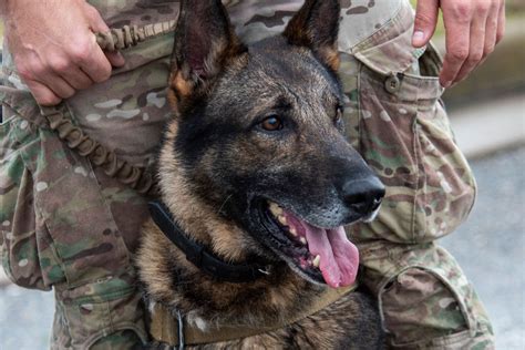 Military Belgian Malinois Military Working Dogs Military Dogs