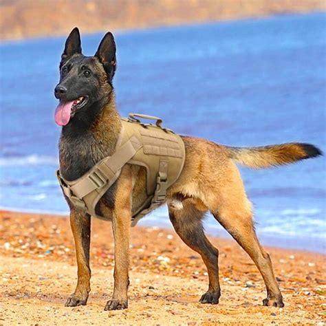 Military Belgian Malinois Tactical Vest Powtegic