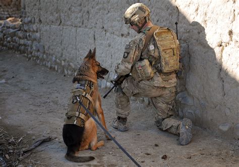 Military Dogs In Combat