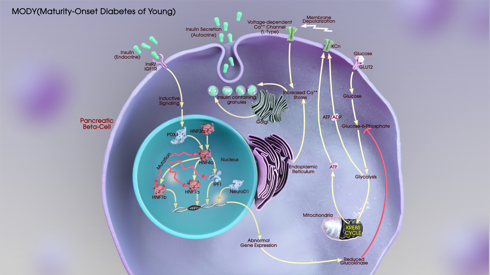 Mody Diabetes Scientific Animations