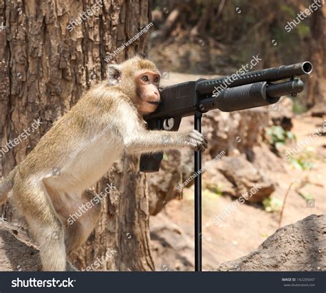 Monkey With Gun R Monkey Funny