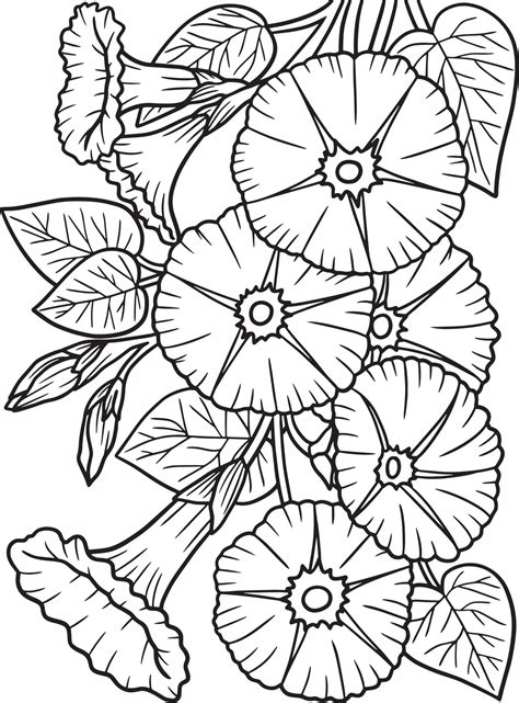 Morning Glory Coloring Page At Getcolorings Com Free Printable Colorings Pages To Print And Color