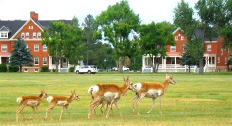 Mothers And Fawns Stroll Through The Base S Historic Housing Area