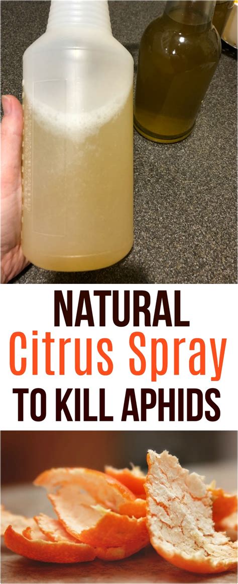 Natural Citrus Spray To Kill Aphids