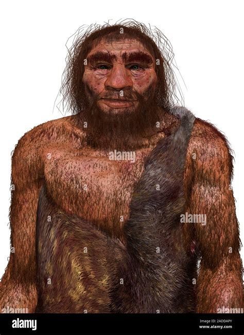 Neandertal Neanderthal Homo Neanderthalensis Stock Vector Images Alamy