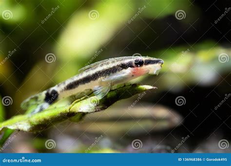 Otocinclus Macrospilus Vitattus Aquarium Fishes Armored Oto Catfishes Dwarf Sucker Perfect