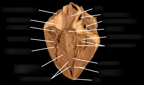 Pig Heart Dissection Internal View Diagram Quizlet