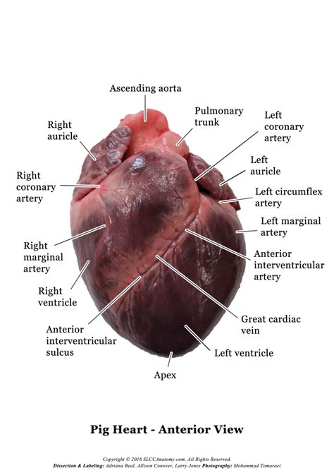 Pig Heart Slcc Anatomy