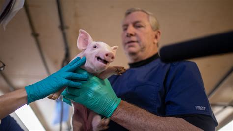 Pig Heart Transplant Genetically Engineered Organ Successfully