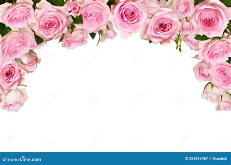 Pink Rose Flowers In A Top Border Arrangement Isolated On White Stock