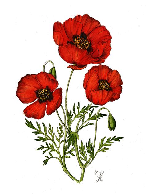 Poppy Flower Tattoo Drawing