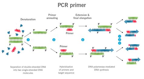 Primer Design Guide 5 Tips For Best Pcr Results