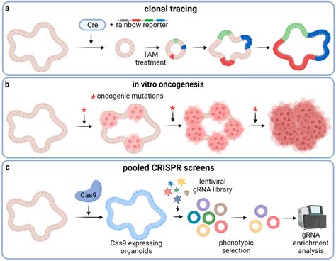 Pro Strategies For Creating Optimal Van Crisprbased Organoids Today