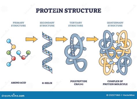 Protine Shape In Cell