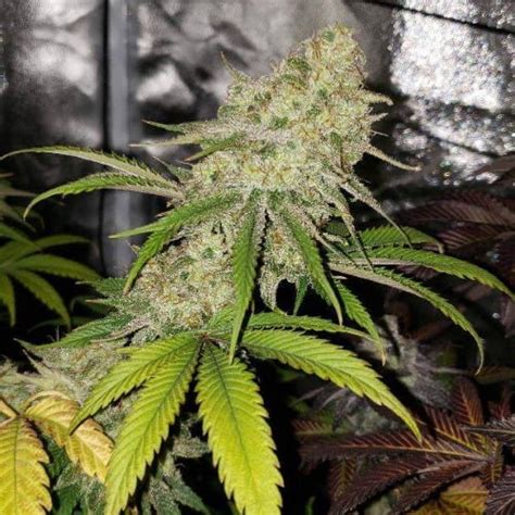 Purple Cookies Strain Relaxing Hybrid Seeds For Anxiety Relief