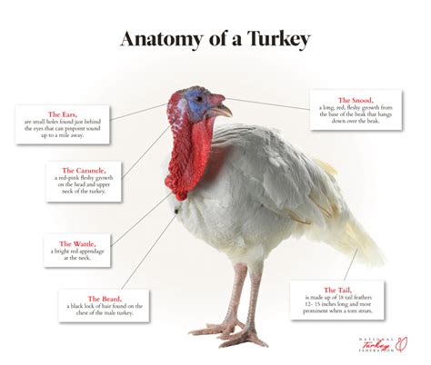 Raising America S Turkeys National Turkey Federation