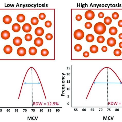 Relationship Between Erythrocyte Volume I E Mean Corpuscular Volume Download Scientific