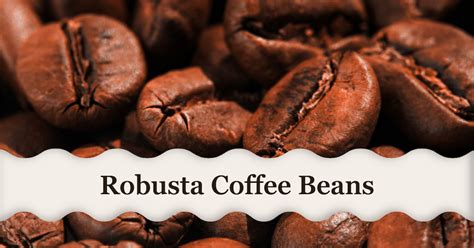 Robusta Coffee Beans A Deep Dive Into Flavor Benefits And Brewing