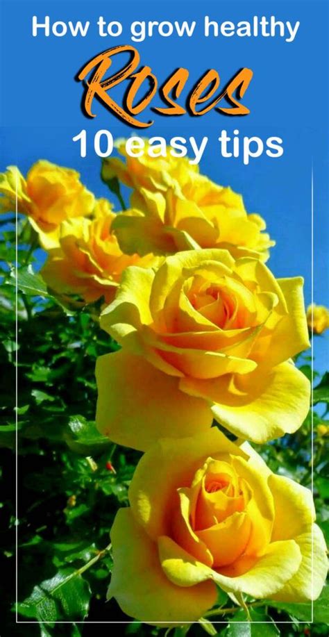 Rose Gardening How To Grow Healthy Roses 10 Easy Tips Naturebring