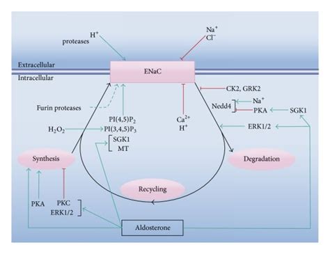 Scheme Of The Basic Mechanisms Of Enac Regulation The Scheme Indicates