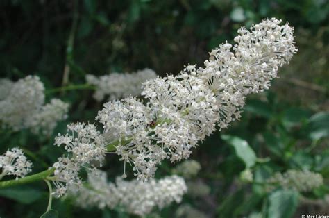 Seinet Portal Network Ceanothus Integerrimus